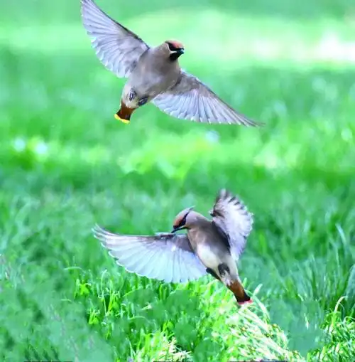 花鸟争艳一最美人间四月天