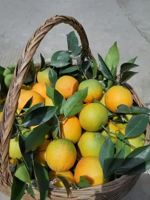 现摘 新鲜水果橙子应季榨汁脐橙青皮10斤带箱非伦 60mm以下 9斤【图片