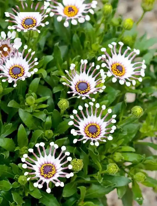 奇特小众宛如天外来客的蓝目菊究竟有多可爱