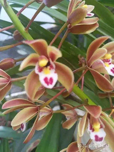 果香兰开花了好香