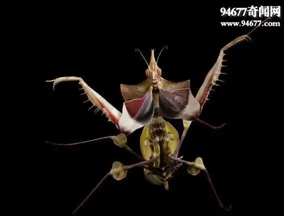 螳螂之王魔花螳螂模拟花朵的妖艳杀手羽化视频2