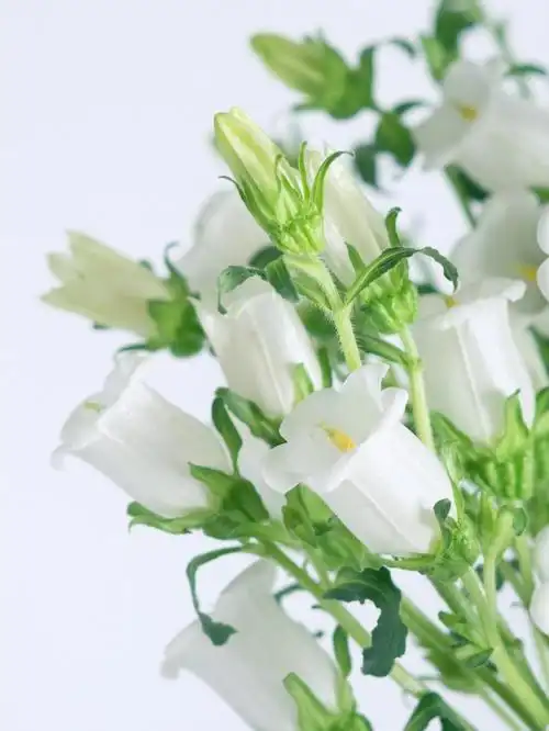 可可爱爱风铃花