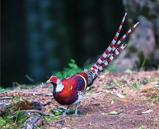 认真科普:"珍禽"长尾雉