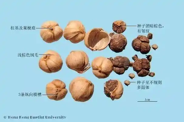 火锅里有"罂粟壳"?草果:这锅我不背!