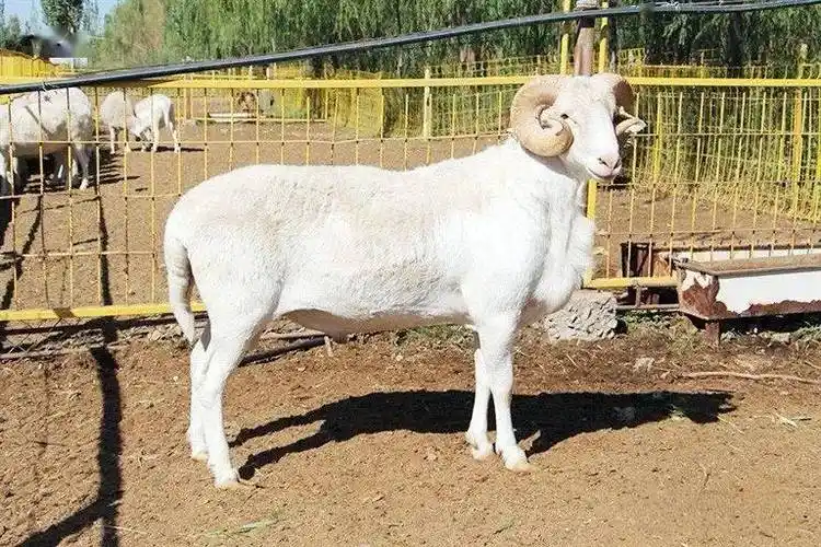 华蒙肉羊新品种通过国家审定