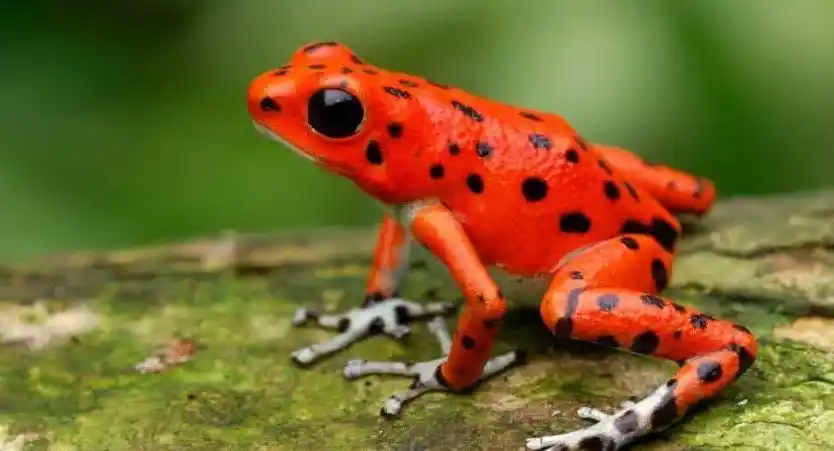 盘点世界十大毒性最强的青蛙,第一名比黑曼巴还要厉害