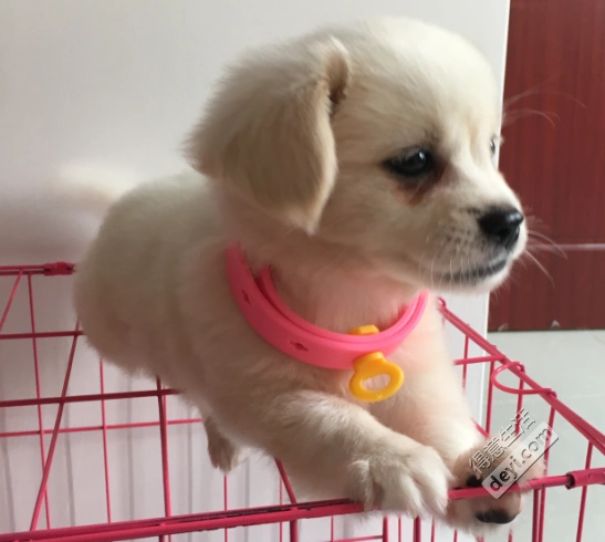 个人因为工作调动出售博美蝴蝶犬串串一只