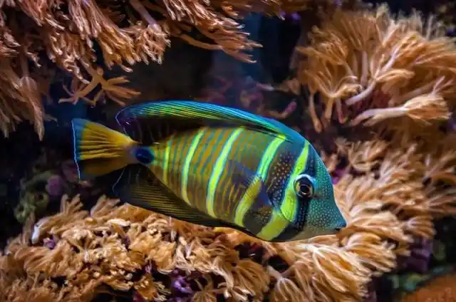 五彩斑斓,千姿百态的热带鱼(3)