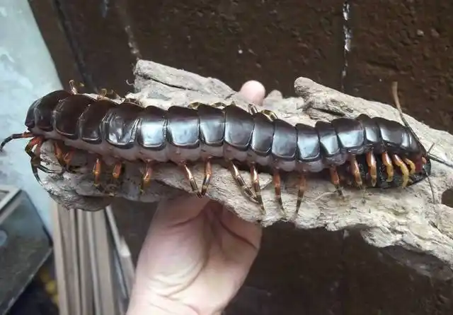 这是世界上最大的蜈蚣,叫做加拉帕格斯巨人蜈蚣,这种蜈蚣平均身长30