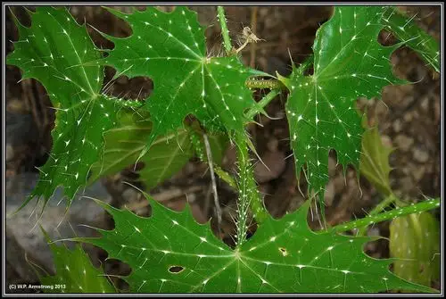 坏女人花,为什么被称为最危险的植物?