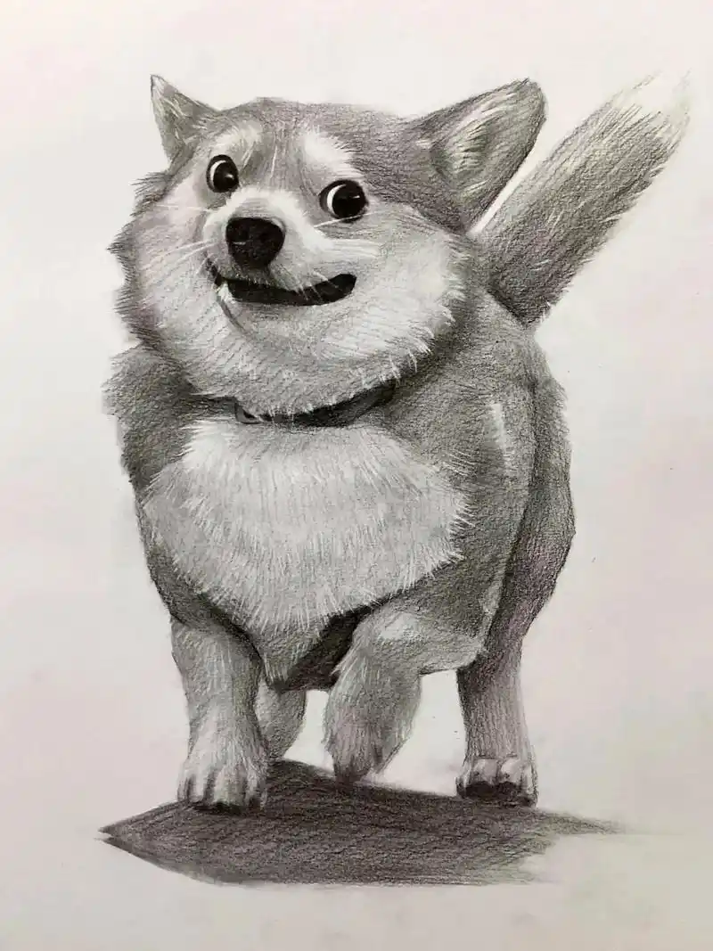 零基础学画画 #素描 #柯基 - 抖音