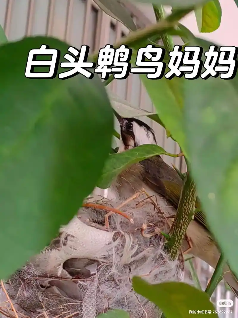 伟大的母亲,建筑工程师!鸟妈妈和它的宝宝 - 抖音