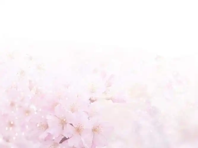 清晰淡雅花瓣粉红ppt背景图片