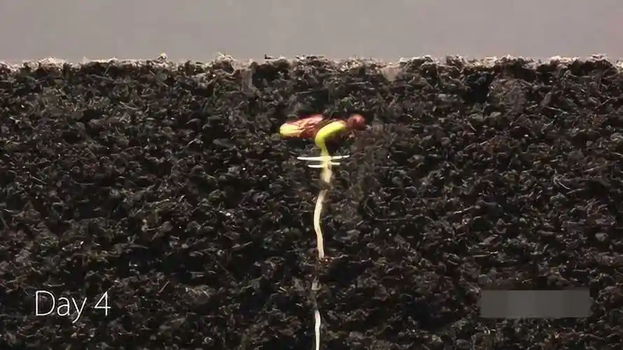 生命之美种子在泥土里25天生根发牙成长过程