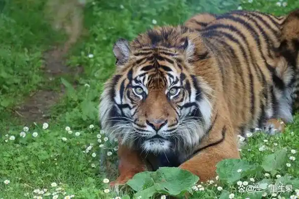 1. 鳄鱼:鳄鱼属于爬行动物类,是一种凶猛且充满威胁的生物.
