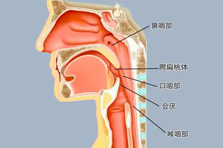 咽部解剖结构图