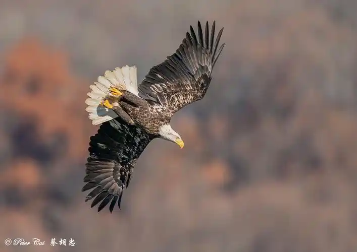 俯冲抓鱼(peter cai)