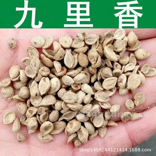 正宗九里香种子 石辣椒种子 九秋香 九树香 七里香种子 1件=1斤