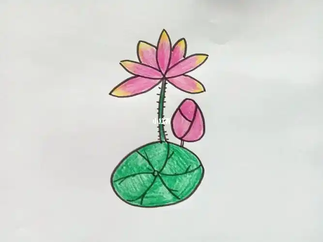 荷花简笔画