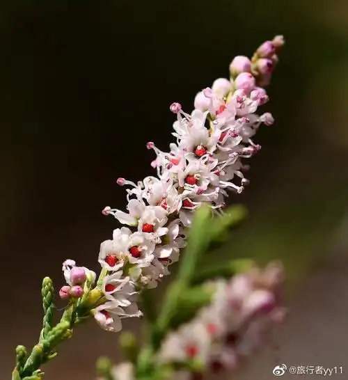 柽柳,柽柳科柽柳属小乔木或灌木.摄于山东东营.