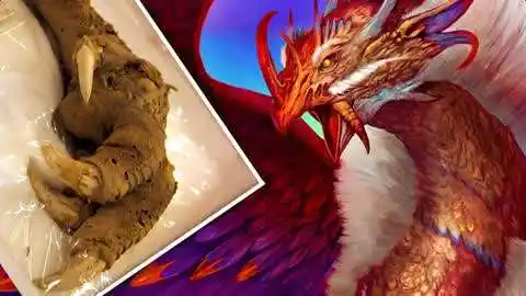科学家挖出凤凰的爪子,神兽凤凰竟真实存在,6个惊人的考古发现