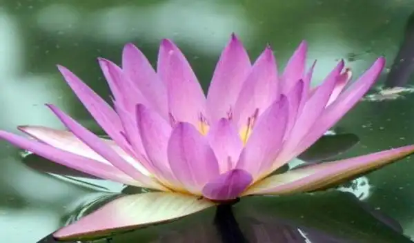 此花出淤泥而不染,寓示着洁净的心灵和外表,是纯真与圣洁的象征