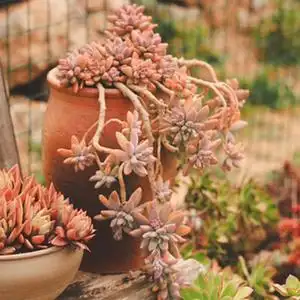 【买2减5】老桩秋丽多肉植物多头群生云南大棚肉肉好养一物一拍