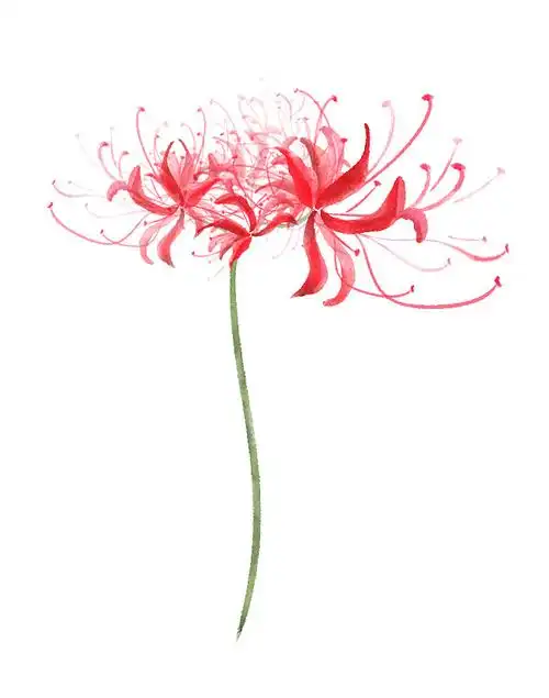 水粉画彼岸花