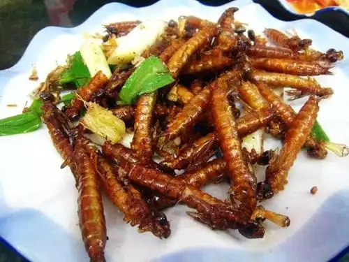 舌尖上的挑战云南独特美味的昆虫宴