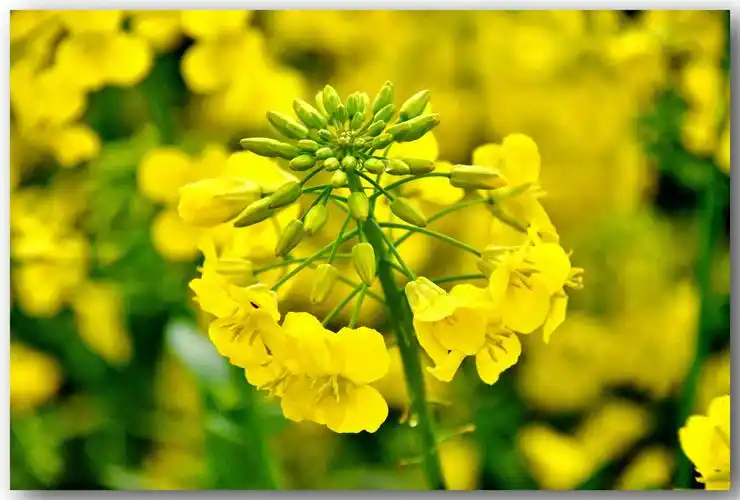 春天,是油菜花盛开的季节.