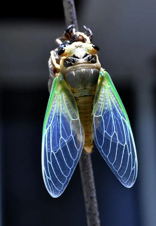 金蝉脱売全过程