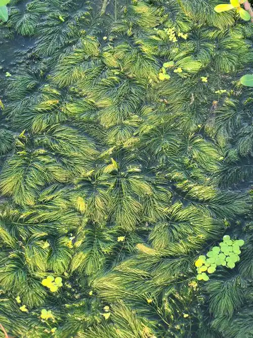 鱼在在藻  有颁其首——金鱼藻