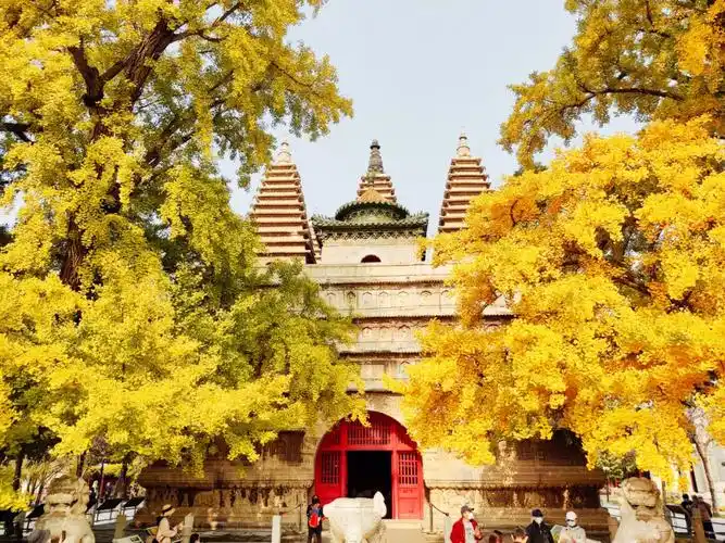 北京小众旅行之五塔寺银杏与印式佛塔
