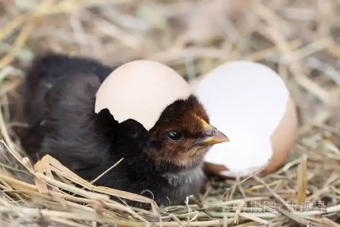 在麦秸窝里碎蛋壳宝贝鸡
