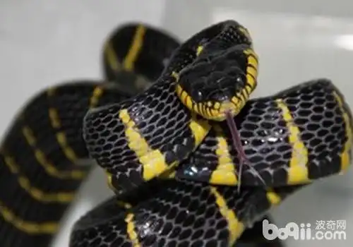 黄环林蛇是否好养|-波奇网百科大全