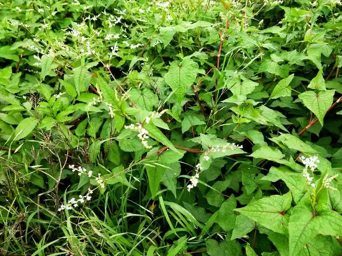 野生荞麦图片野生苦荞麦图片荞子野生苦荞野苦荞的图片野苦荞野苦荞