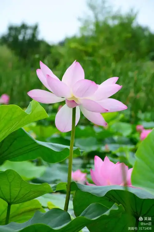 夏日的荷花别样美