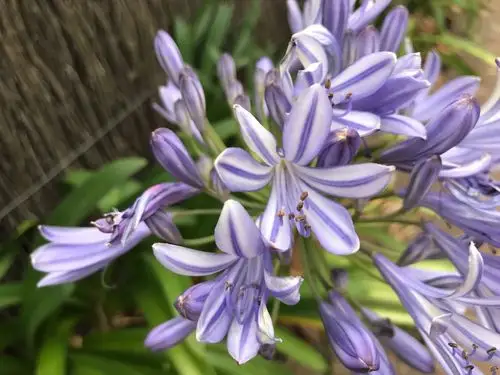 紫韵.百枝莲 agapanthus