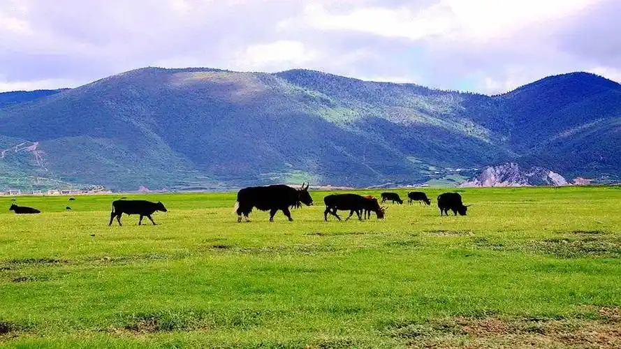 怎么选择好的牦牛奶?一起学起来!_产品_工艺_品牌