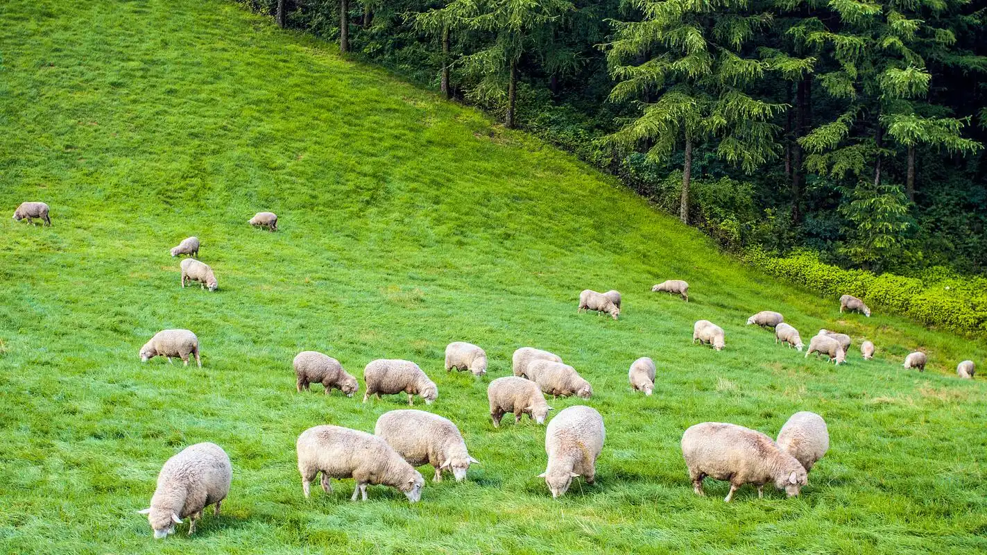 一群羊在山上吃草,这时候,如果领头羊移动起来,走到另外的地方,群羊也