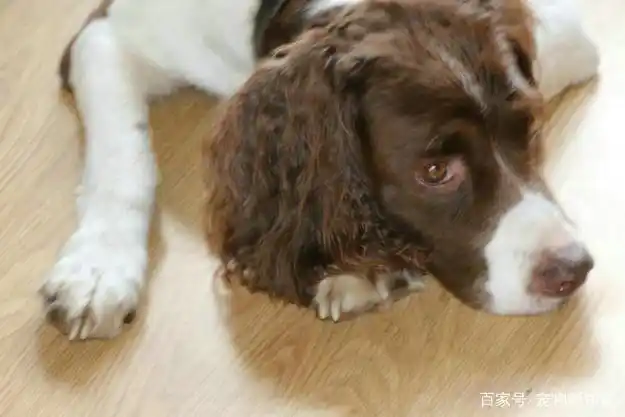 狗狗吃了蟑螂后会出现什么问题?