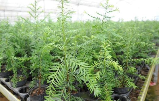 十大名贵树苗都有哪些最高的可以长到多少米