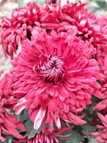 红菊花 - 放牧心灵spring - 图虫