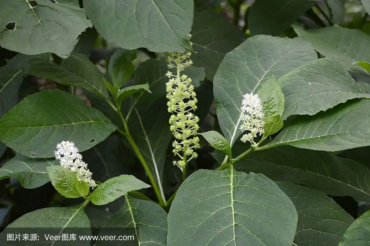 美洲商陆,开白花