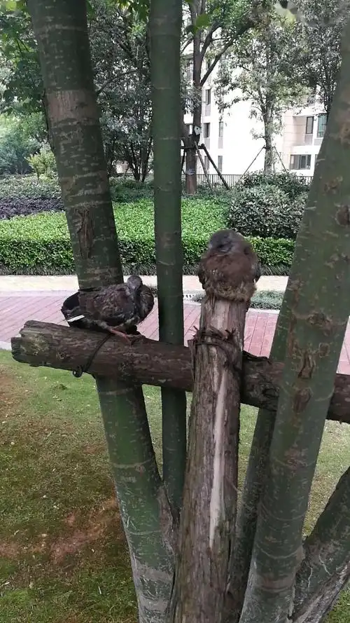 小斑鸠和它的鸟爸们(二)