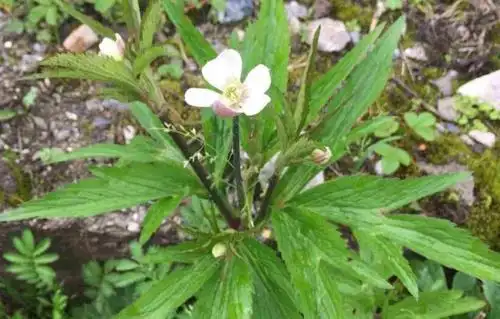 它人称"虎掌草",根和叶是民间药材,却不知花有更高的药用前景