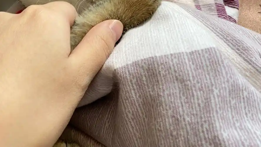 让猫妈闻闻崽子的臭jiojio