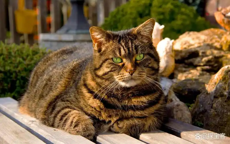 为什么不建议养虎斑猫?虎斑猫的购买价格一般是多少?