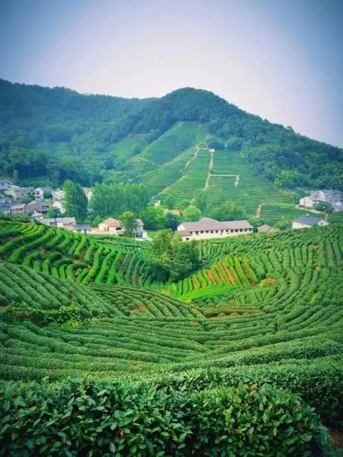 西湖龙井茶园·龙井