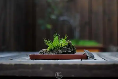 菖蒲- 微型盆景廊 - 岭南盆景网 - powered by discuz!